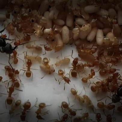 Formiga parasita incita operárias a matar a rainha e assume o trono