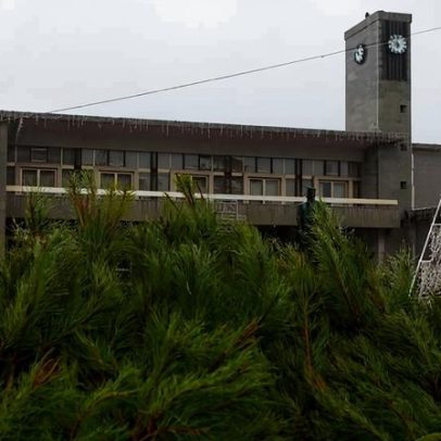 Câmara de Santo Tirso oferece pinheiros naturais para decoração de Natal