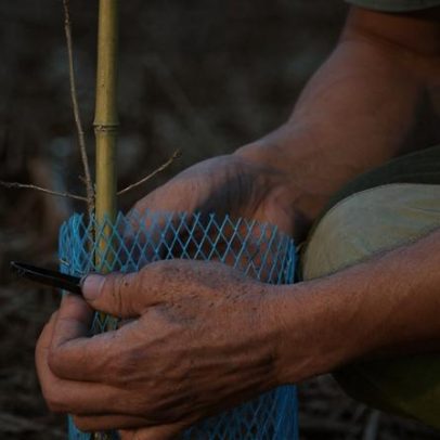 Coimbra marca Dia da Floresta Autóctone com plantação de 800 árvores