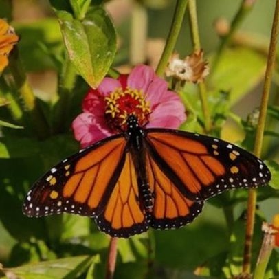 Governo Trump propõe revogar proteções a espécies ameaçadas e habitats