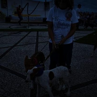 25 criadores participam na IV Mostra Canina do Podengo no Porto Santo