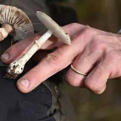 Cogumelo geneticamente modificado mais sustentável com sabor a carne