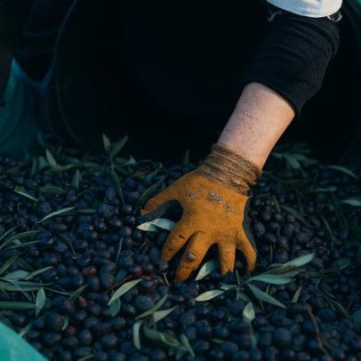Centro de Portugal celebra Dia Mundial da Oliveira com dezenas de atividades