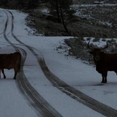 Nevão cobre vários concelhos do Alto Minho de branco