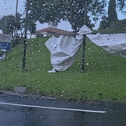 Vento derruba várias árvores no Funchal