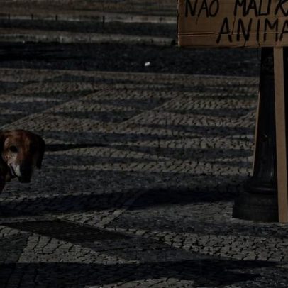 Três cães mortos; candeeiros de Lisboa serão inspecionados