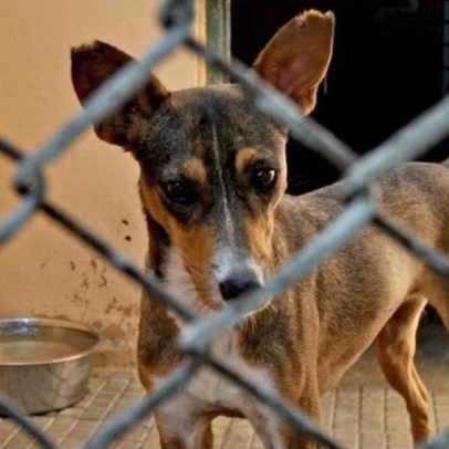 CML alerta para fraudes envolvendo tutores de animais fugitidos