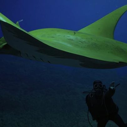 Governo aprova programa Floresta Azul para conservação de áreas protegidas