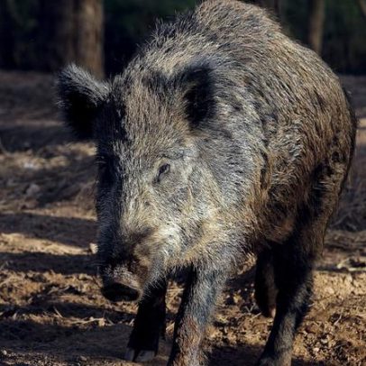 Catalunha pode abater 60 mil javalis após foco de peste suína africana