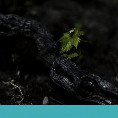 Frei Gigante sonhou e lava transformou-se em vinho na ilha do Pico
