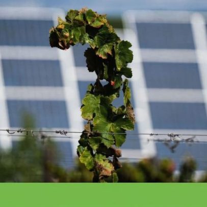 Oito em dez portugueses priorizam o ambiente sobre a economia