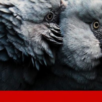 Polícia brasileira investiga disseminação de doença em uma das aves mais raras do mundo