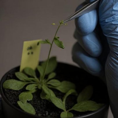 Europa define novas regras para edição genética de plantas