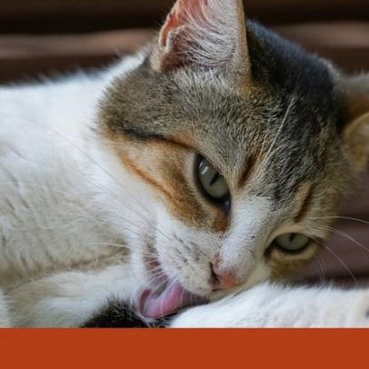 Como saber se o gato tem problemas de saúde mental, explicam veterinários