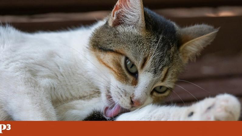 Como saber se o gato tem problemas de saúde mental, explicam veterinários