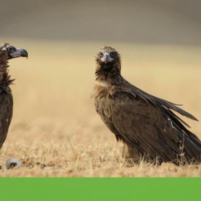 Abutres-pretos em Portugal com crescimento mais tímido após ano difícil