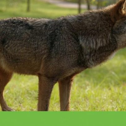 Governo duplica indemnizações por ataque de lobos com retroativos