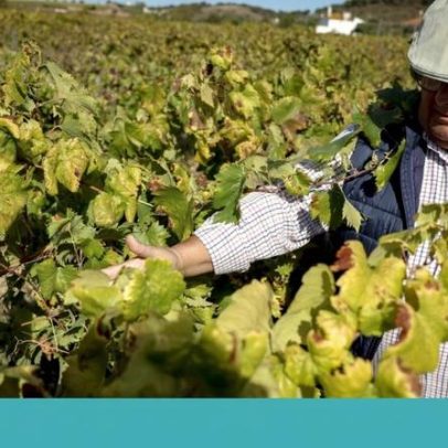 Vinhas Velhas: Alentejo aposta no que é puro para o futuro