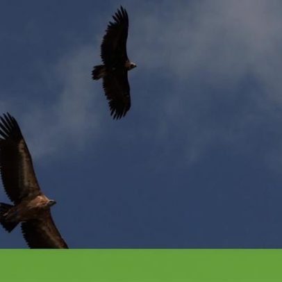 UE não mede impacto do LIFE, apesar de bons projetos