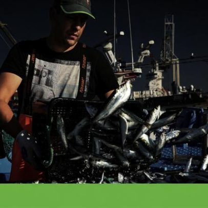 Repensar as Pescas desafia Bruxelas a pôr fim ao arrasto e à sobrepesca
