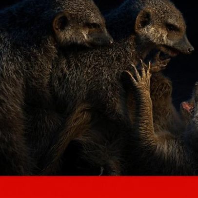 Estudo mostra que a monogamia humana varia entre suricatas e castores