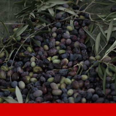 Campanha 2025/2026 reduz azeite, mas melhora qualidade