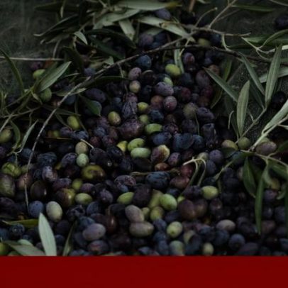 GNR detém suspeito de furto e apreende 300 kg de azeitonas em Mourão