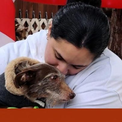 Cão encontrado cinco anos após desaparecer