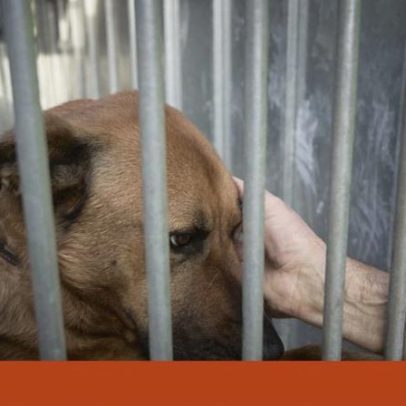 Câmara de Lisboa alerta para burla contra tutores de animais desaparecidos