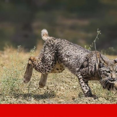 Cientistas criam embriões de lince-ibérico em laboratório pela primeira vez