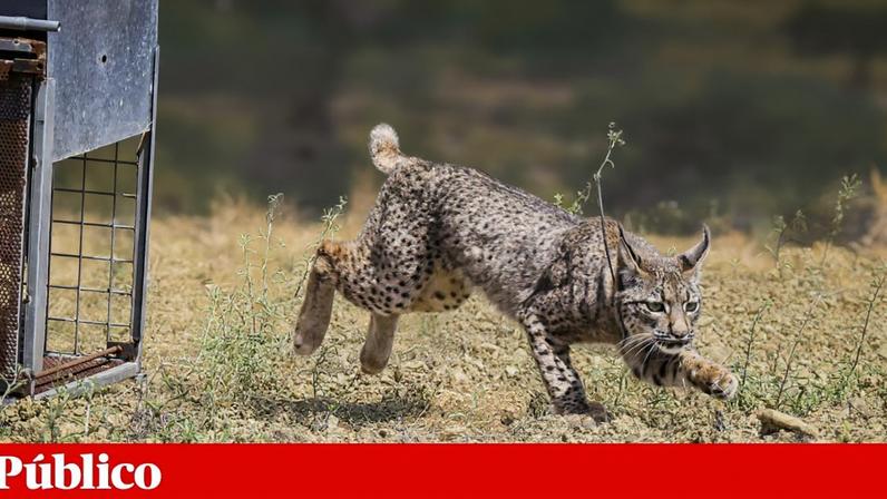 Cientistas criam embriões de lince-ibérico em laboratório pela primeira vez