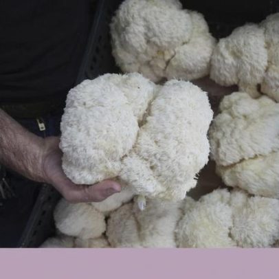 Cogumelos passam a dominar o mercado de suplementos neste Outono