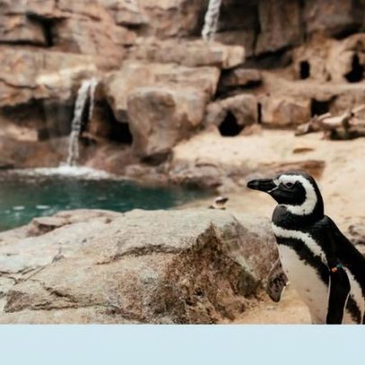 Pinguins regressam ao Oceanário
