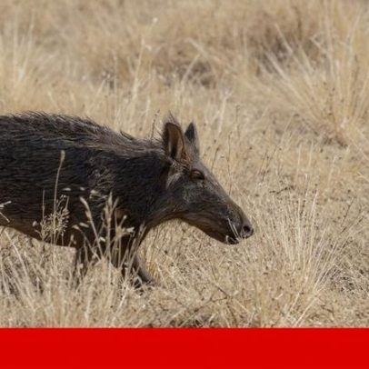 Origem do surto de peste suína africana em laboratório da Catalunha não confirmada