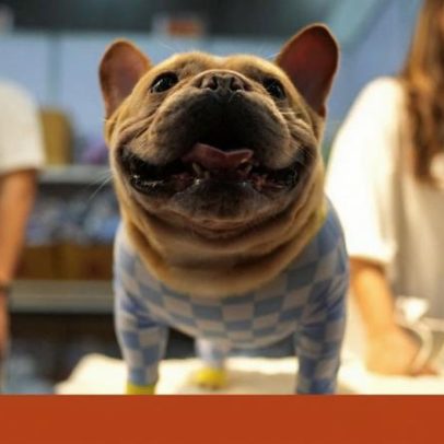 Ética de comprar cães de focinho achatado: veterinária responde