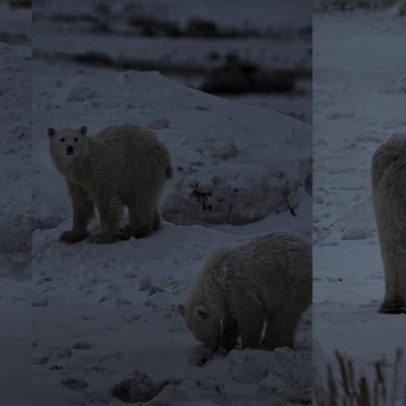 Ursa polar adopta cria no Canadá em caso extremamente raro