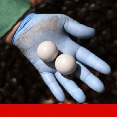 Iniciativa Liberal pretende reclassificar a castanha como fruto