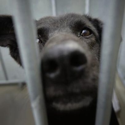 Alternativas à adoção de animais no Natal: passear cães abandonados