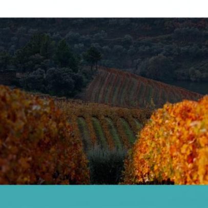 Douro em camadas: descascar lentamente sem pressa e sem dívidas