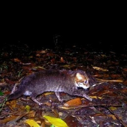 Felino considerado extinto visto na Tailândia após 30 anos sem registos