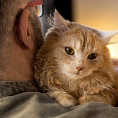 Gatos cumprimentam mais os donos homens, indica estudo