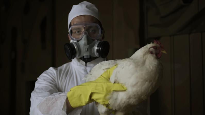 Gripe das Aves confirmada em exploração comercial de Torres Vedras