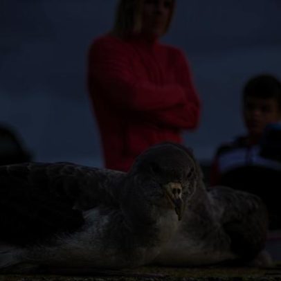 Associações dos Açores apelam a medidas de proteção do cagarro