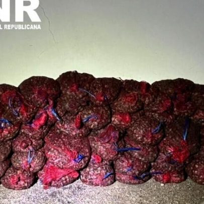 GNR apreende em Alcochete mais de 615 kg de amêijoa-japonesa