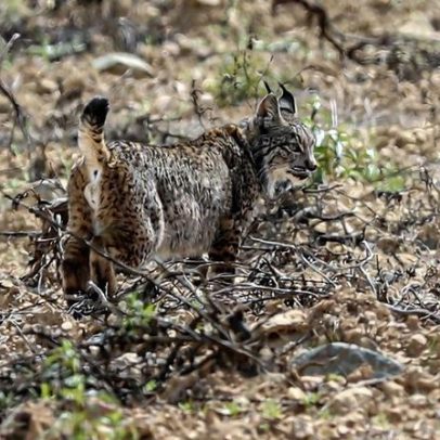 ICNF atinge recorde de monitorização de linces-ibéricos