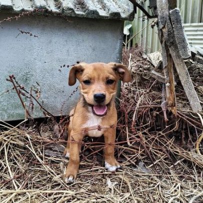Câmara de Lisboa alerta para fraude com contactos falsos da Casa dos Animais