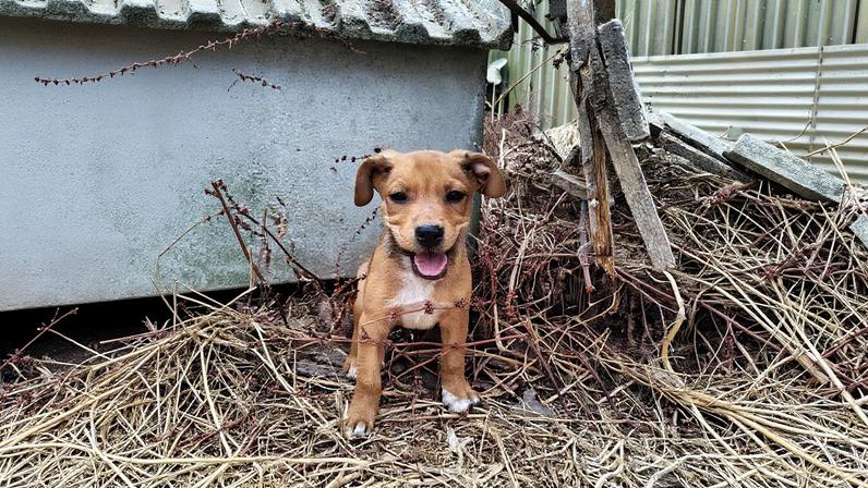 Câmara de Lisboa alerta para fraude com contactos falsos da Casa dos Animais