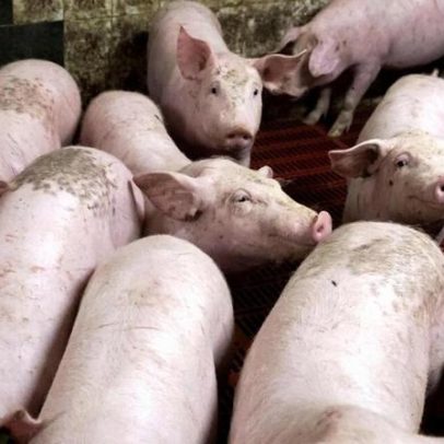 Cinco laboratórios inspecionados devido à peste suína africana em Espanha