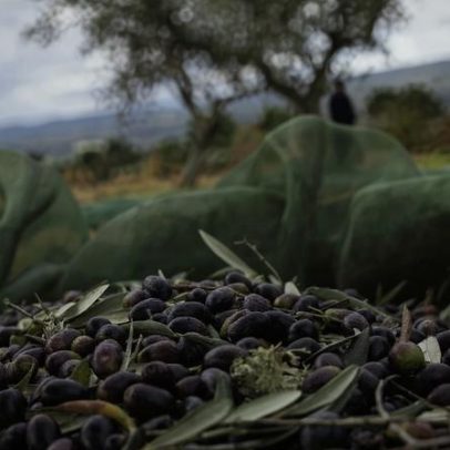 Oito homens detidos por furto de azeitona em Évora