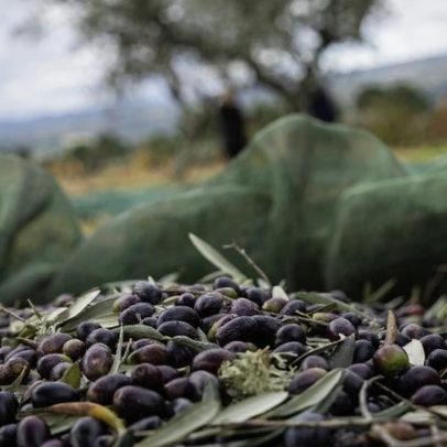 Produção de azeitona em Trás-os-Montes cai 30%